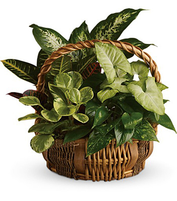 Emerald Garden Basket from In Full Bloom in Farmingdale, NY